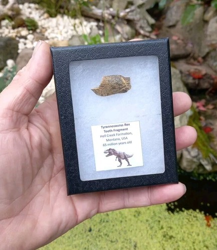 Genuine rare tyrannosaurus rex - rare,