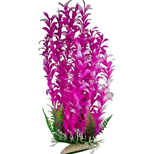 Magenta aquarium plant with - aquarium,