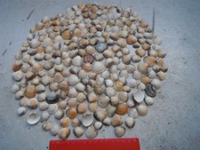 job lot of over 200 small cockle shells, North Wales, crafting,wedding