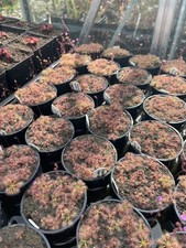 Pygmy Drosera, Mini Pots, 3 For £10, Posted Potted, Collection Starter