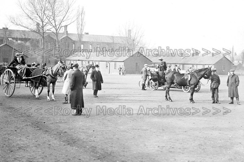 Gtt horse carts - horse, &