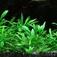 CRYPTOCORYNE PARVA SHORT