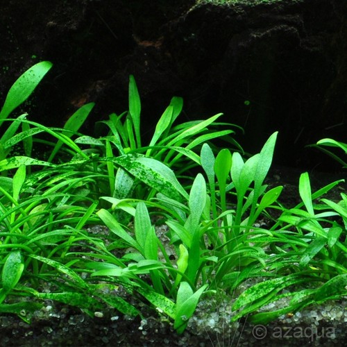 Cryptocoryne parva short - cryptocoryne,