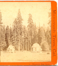 California, Mammoth Tree Grove