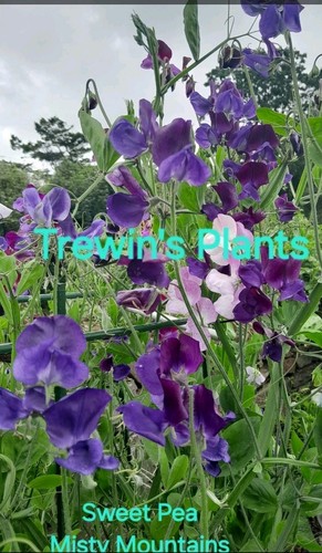 Sweet pea plug plants - 18,
