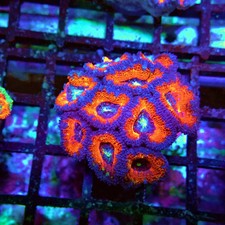 Wysiwyg acan lord coral - wysiwyg,