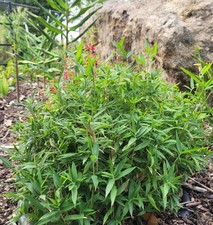 Pleioblastus pygmaeus Dwarf Bamboo 9cm Pot evergreen ground cover