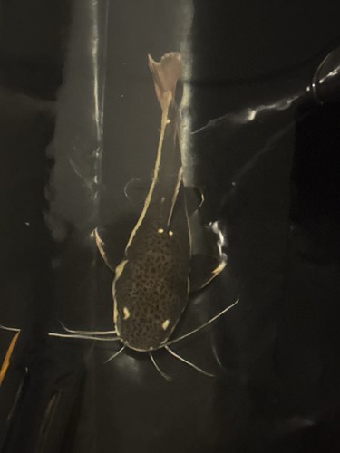 Live redtail catfish - redtail,