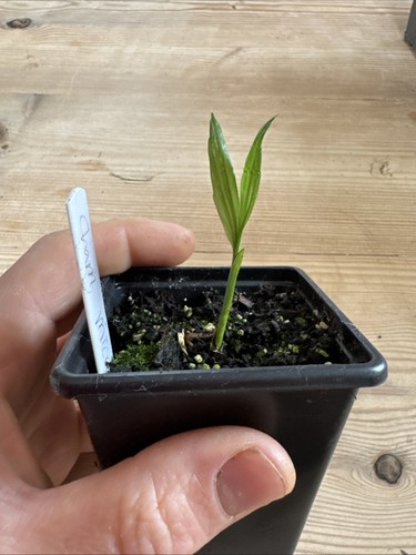 Chamaedorea microspadix palm - chamaedorea,