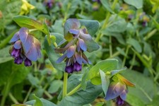 Cerinthe major purpurascens