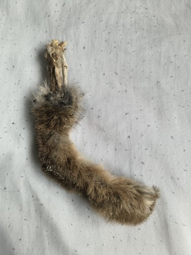 Taxidermy rabbit paw oddity - taxidermy,