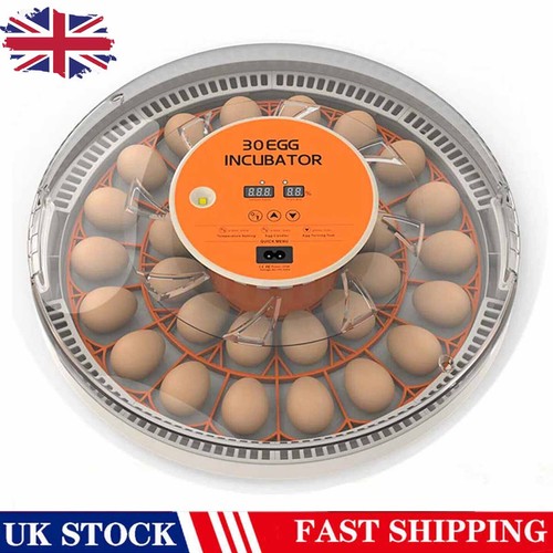 30egg incubator egg candler - egg,