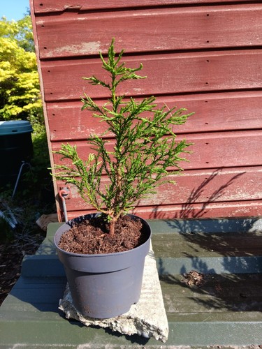 Sequoiadendron giganteum in - sequoiadendron,