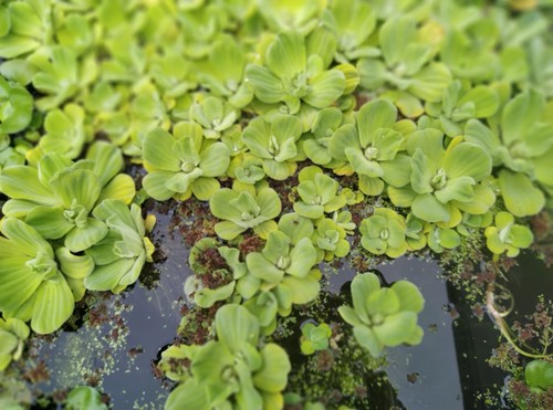 Live water lettuces - 8,
