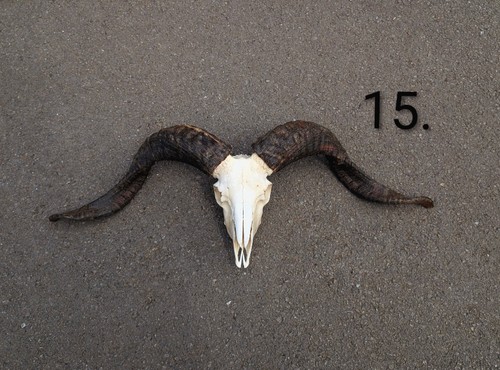 Ram skull curio oddities - ram,