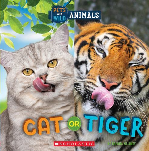Cat tiger wild world - cat, world: