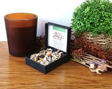 Fossil Box 40+ Shark Teeth Ammonites Sea Urchin Gastropod Crinoids Brachiopods