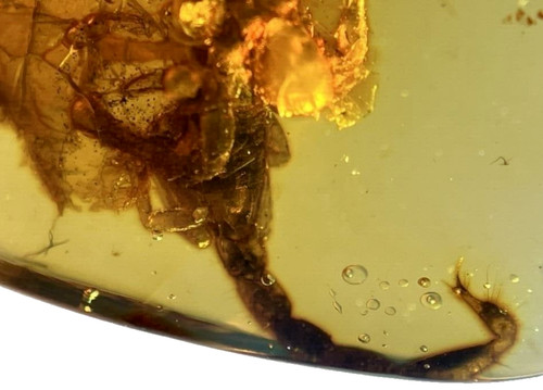 Amber with burmese fossilized - amber,
