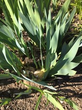 3 Bearded Iris (Orange) Iris