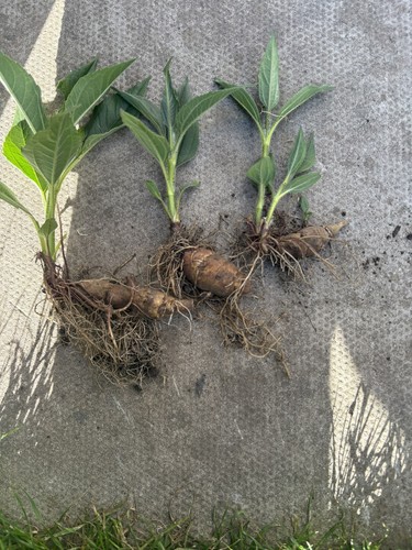Plants jerusalem artichoke - plants,