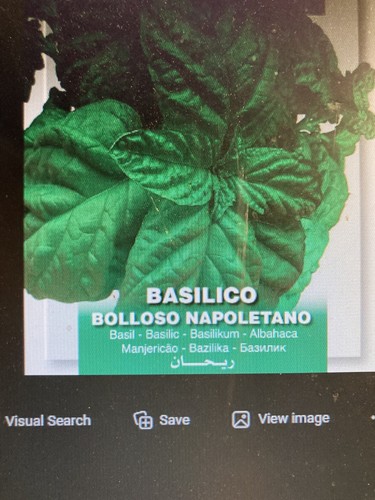 Italian basil basilico - italian, bolloso