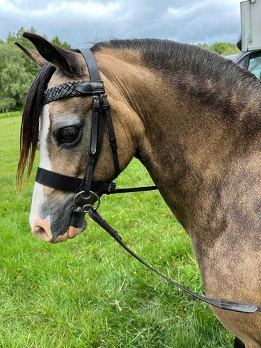 Leather plaited hunter bridle - leather,