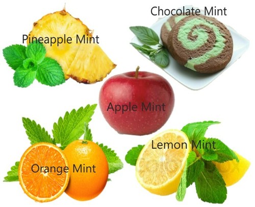 Mint seeds rare - rare, mix