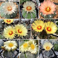 Astrophytum  Mix
