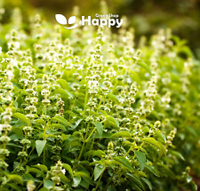HOLY BASIL SEEDS - 1000 seeds