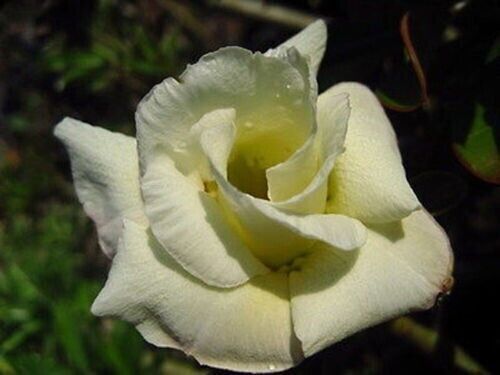 Seeds adenium obesum - adenium,