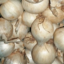 T&M Autumn Planting Onion Bulbs Sets Snowball Hardy Bulb Easy to Grow 250g-500g