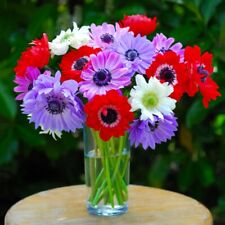 T&M Anemone St Bridgid Garden Border Plants Hardy Bulb Flowering Plant Bulbs