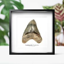 XL 5-6 inch Carcharocles Megalodon Shark Tooth Real Jurassic Dinosaur Fossil