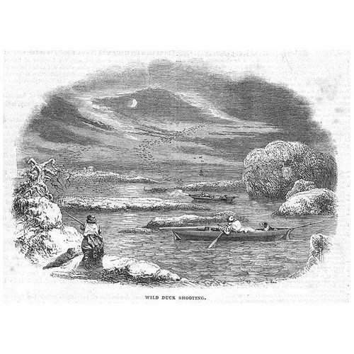 Wild duck shooting victorian - duck,
