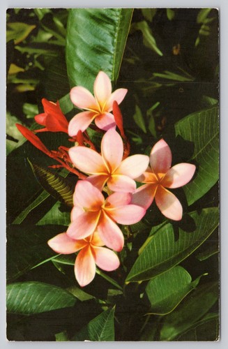 Pink plumeria flowers hawaii - flowers,