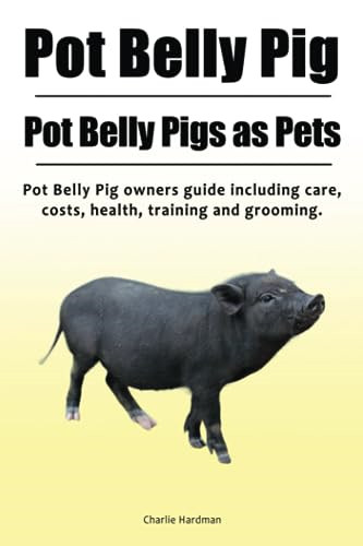 Pot belly pig - belly, pigs