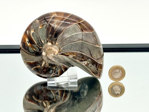 Large nautilus fossil - fossil,