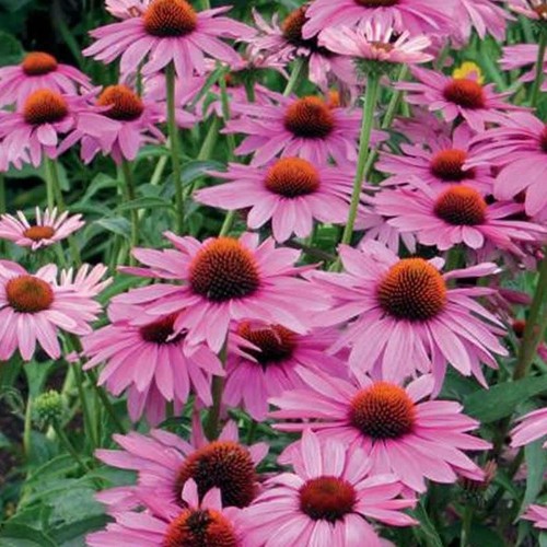 Echinacea purpurea - echinacea, 'purpurea'