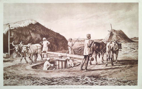 Farming sugar cane india - sugar,