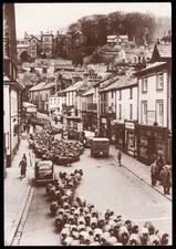 Kendal Rush Hour Sheep In