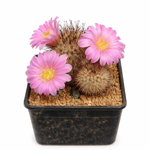 Echinocereus laui seeds - echinocereus,