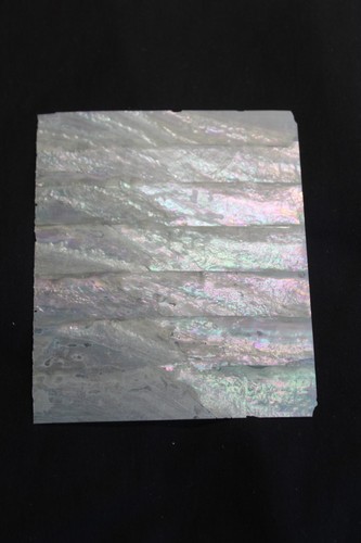 Australian abalone thin sheet