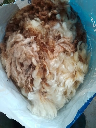 Cotswold sheep fleece wool - cotswold,