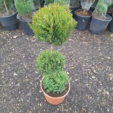 Topiary Tree "Pom Pom" Lemon Conifer Hardy Plants Approx 100cm Tall 20L Pot