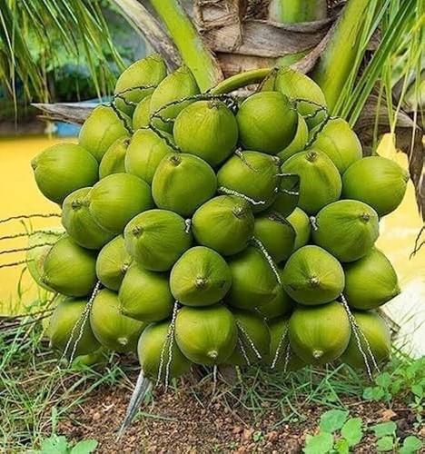 Exotic plant coconut palm tree - coconut,