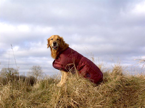 Weatherbeeta kennel dog - weatherbeeta,