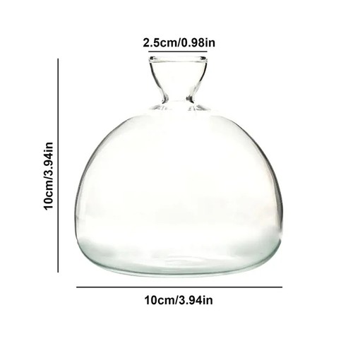 Avocado seed starter glass - starter,