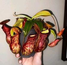 Nepenthes Gaya Live Carnivorous Tropical pitcher plant