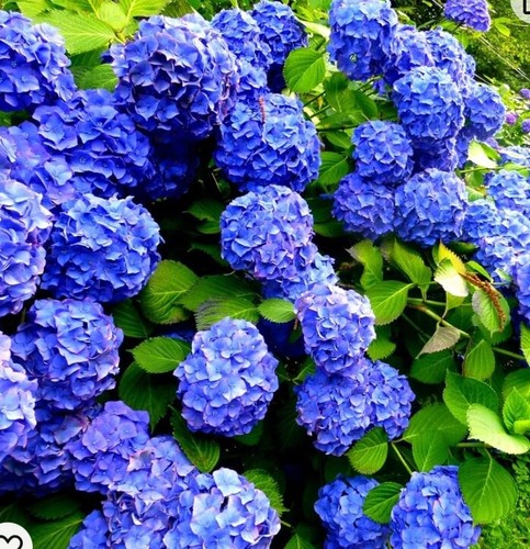 Hydrangea mop head nikko - head, (nikko