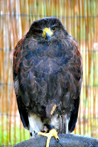 Harris hawk parabuteo - hawk,